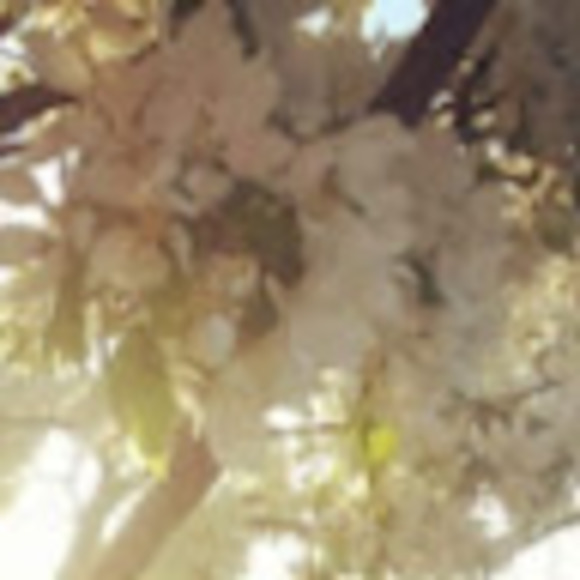 c_wittlinger